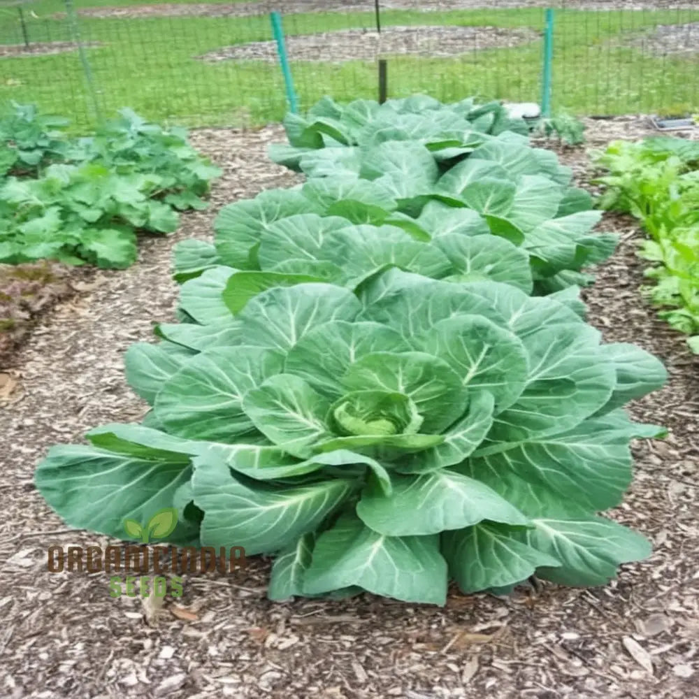 Collard Cabbage Cultivation Guide Delights Seeds From Garden To Plate - Grow And Harvest Your