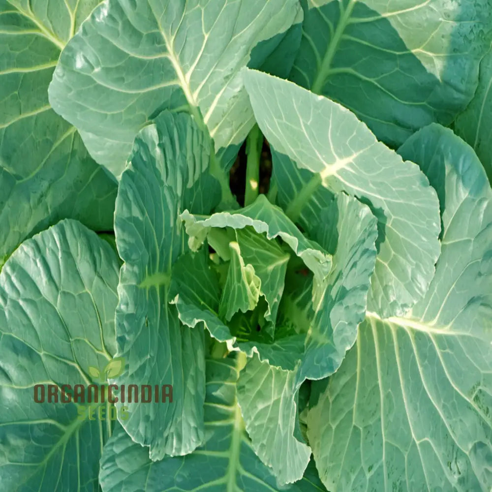 Collard Cabbage Cultivation Guide Delights Seeds From Garden To Plate - Grow And Harvest Your