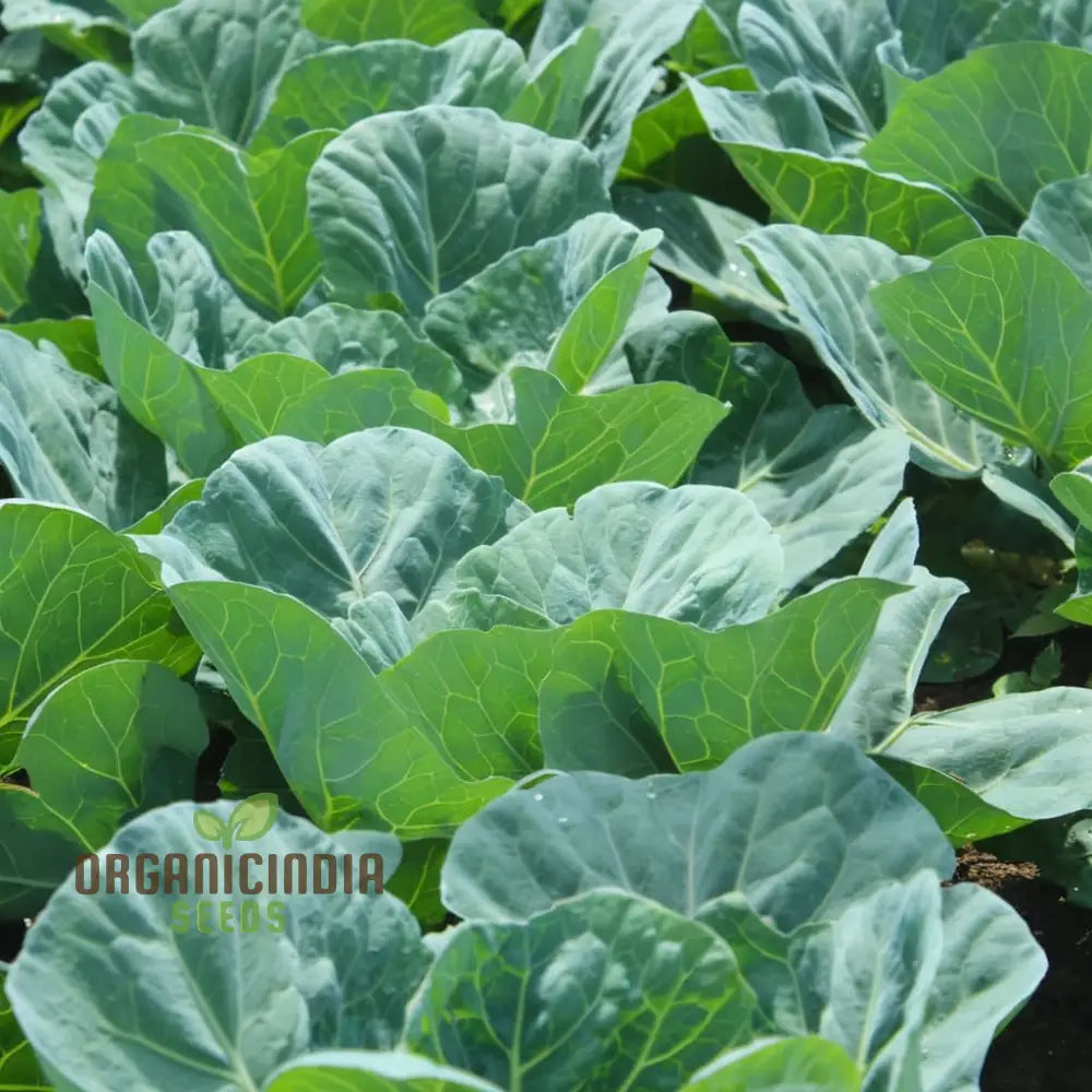 Collard Cabbage Cultivation Guide Delights Seeds From Garden To Plate - Grow And Harvest Your