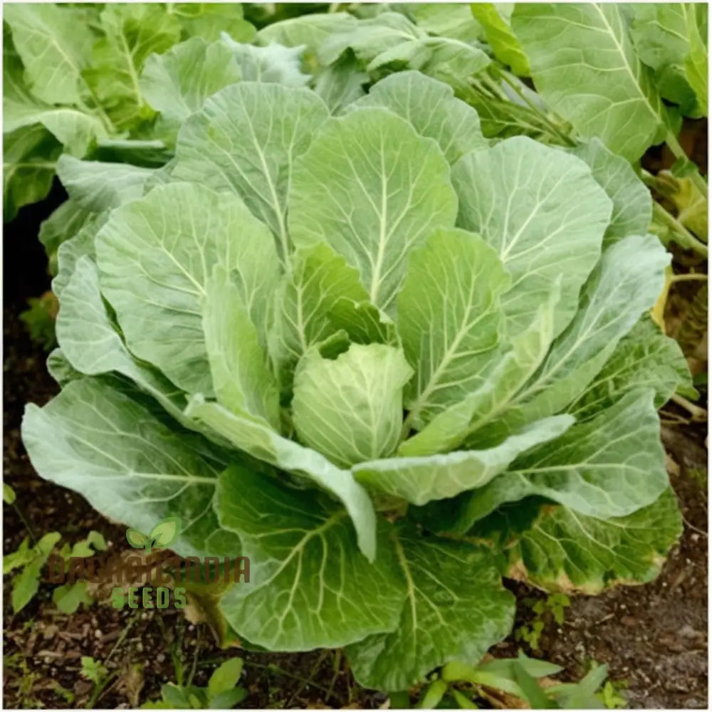 Collard Cabbage Cultivation Guide Delights Seeds From Garden To Plate - Grow And Harvest Your