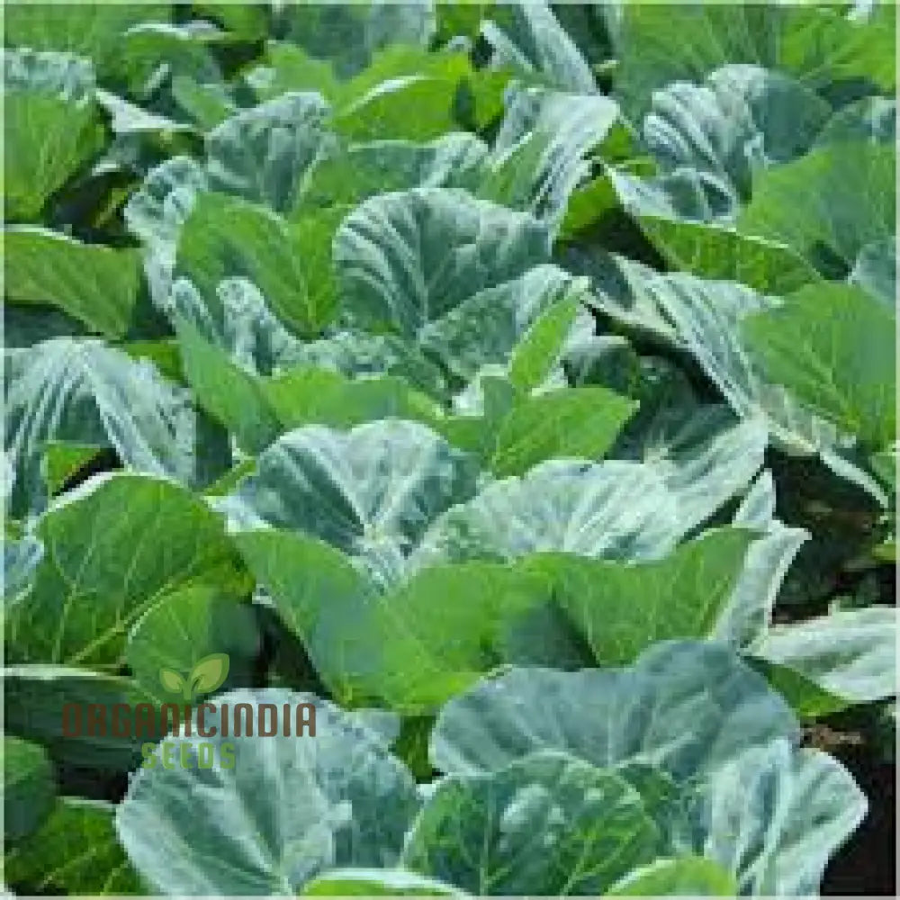 Collard Vegetable Seeds For Planting Add Color To Your Garden Leafy Greens