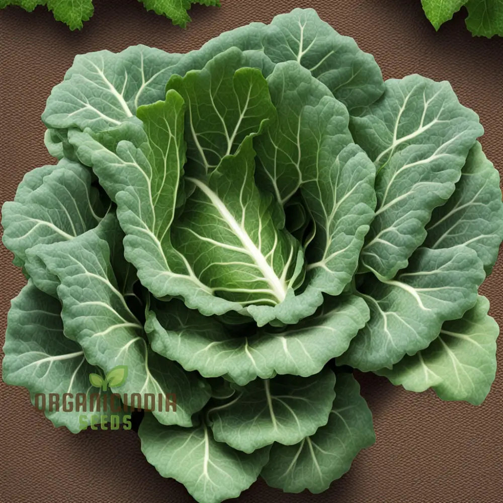 Collard Vegetable Seeds For Planting Add Color To Your Garden Leafy Greens