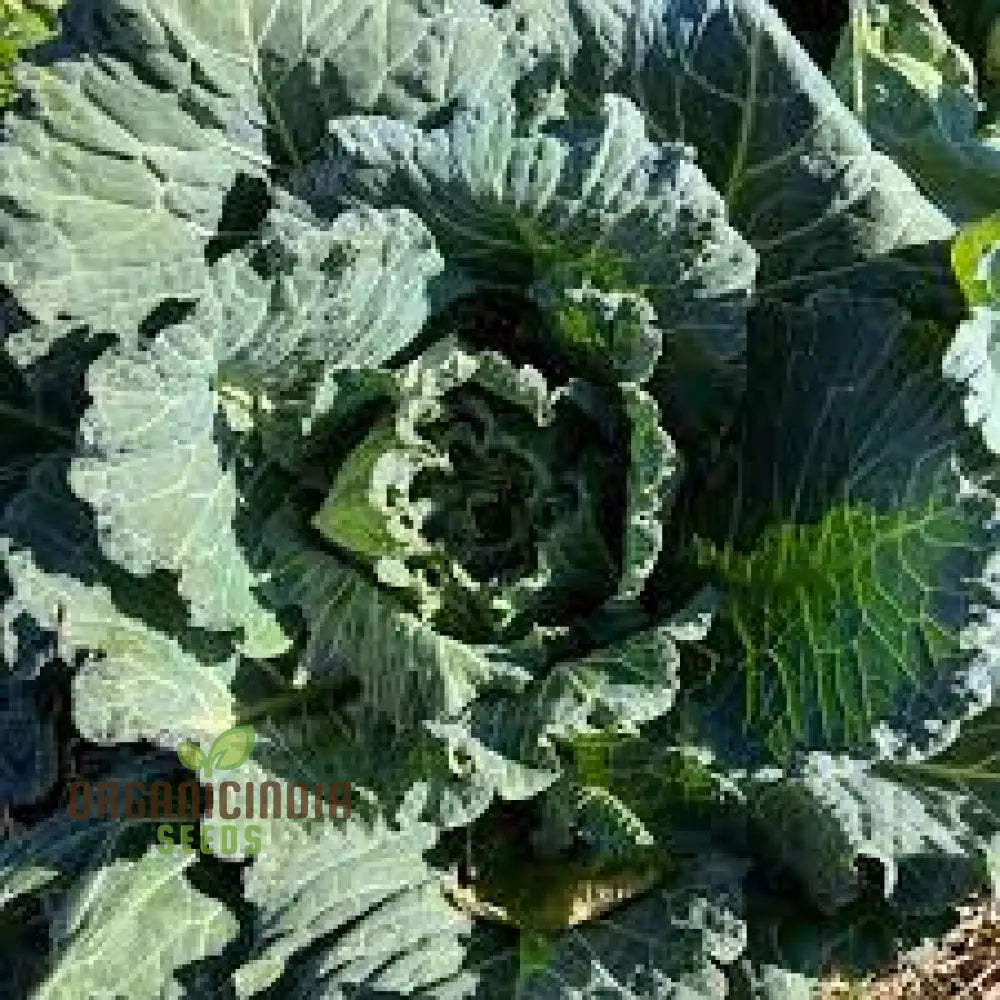 Collard Vegetable Seeds For Planting Add Color To Your Garden Leafy Greens