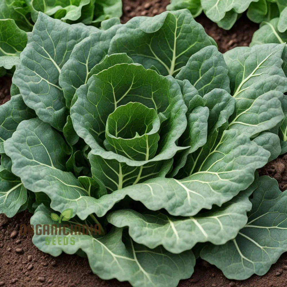 Collard Vegetable Seeds For Planting Add Color To Your Garden Leafy Greens