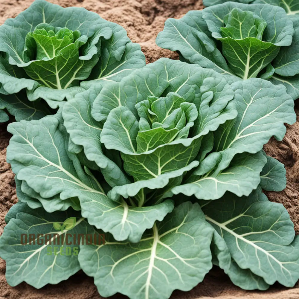 Collard Vegetable Seeds For Planting Add Color To Your Garden Leafy Greens