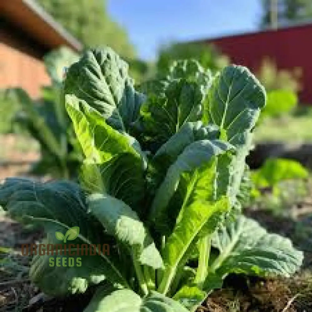 Collard Vegetable Seeds For Planting Add Color To Your Garden Leafy Greens