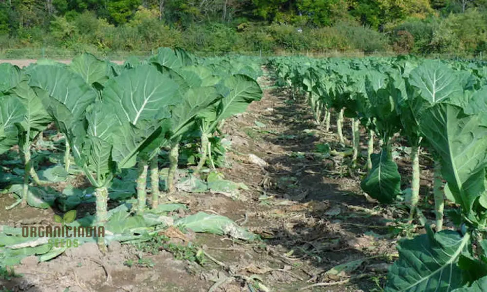 Collard Vegetable Seeds For Planting Add Color To Your Garden Leafy Greens