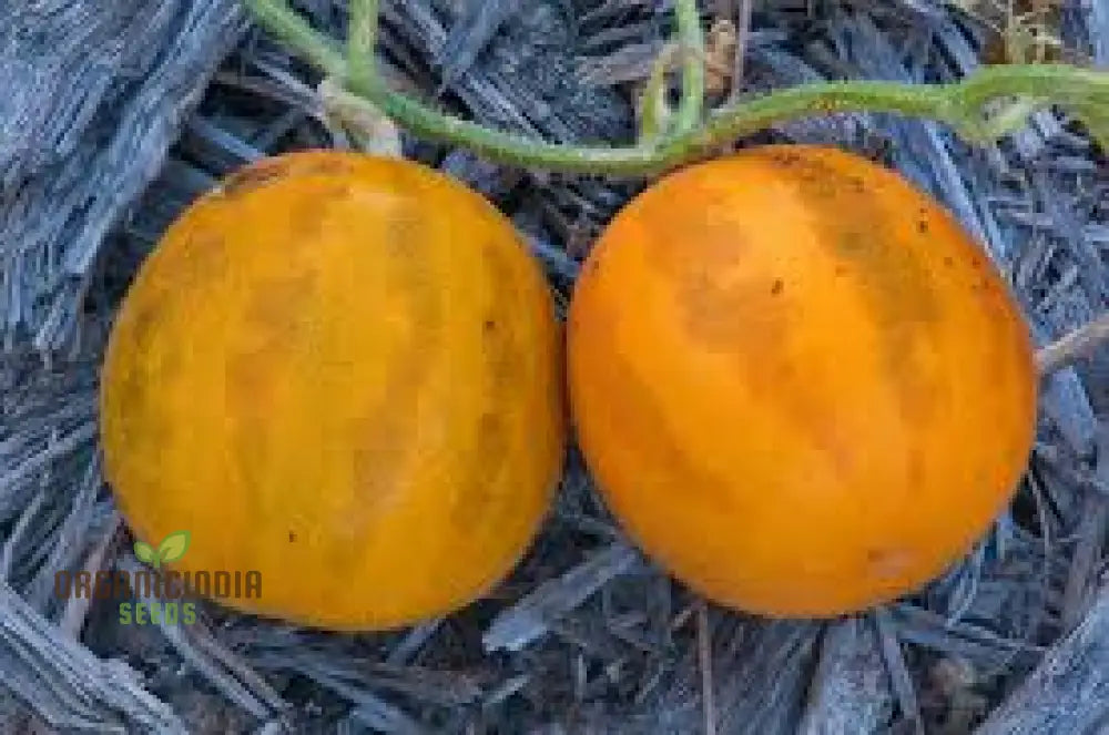 Collective Farm Woman Melon Seeds For Planting: A Flavorful Heirloom For Your Bounty Of Homegrown