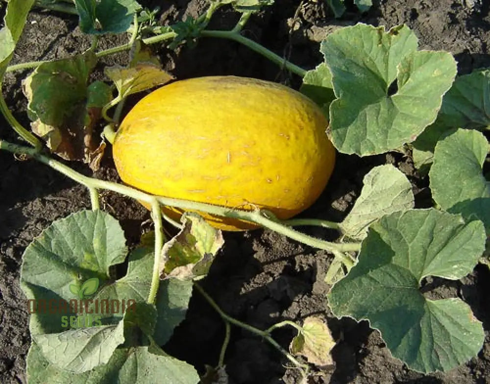 Collective Farm Woman Melon Seeds For Planting: A Flavorful Heirloom For Your Bounty Of Homegrown