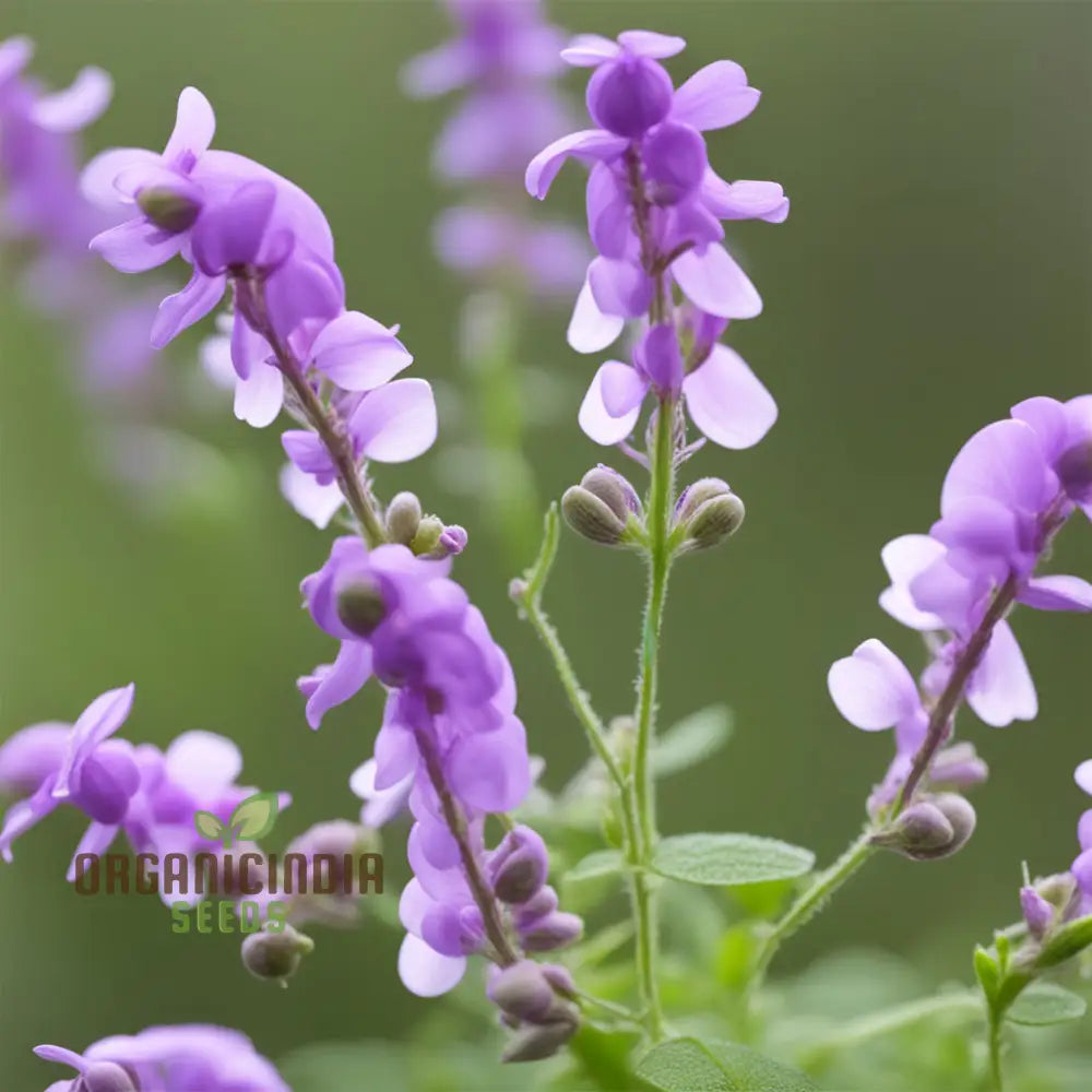 Collinsia Verna Flower Seeds - Delicate Spring Blooms For Enchanting Gardens Native Wildflower