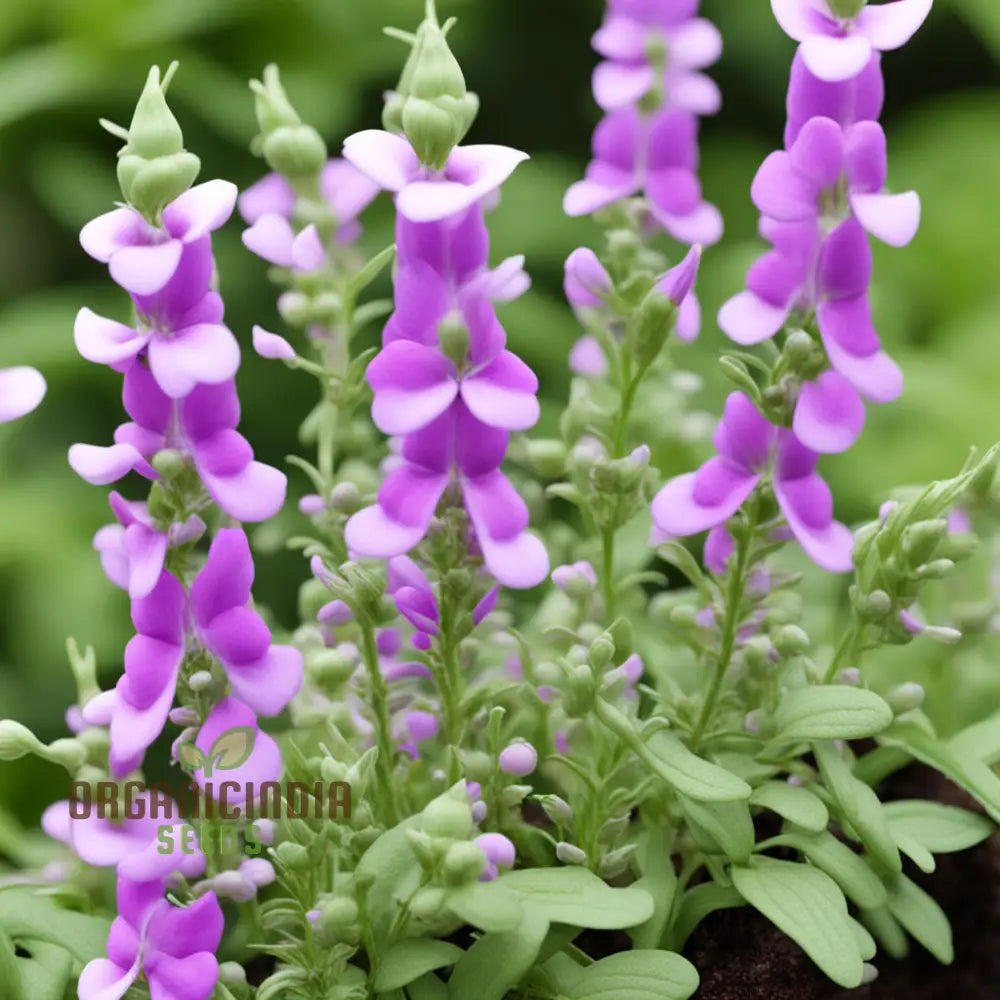 Collinsia Verna Flower Seeds - Delicate Spring Blooms For Enchanting Gardens Native Wildflower