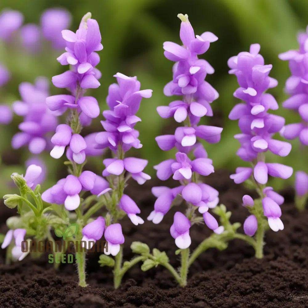 Collinsia Verna Flower Seeds - Delicate Spring Blooms For Enchanting Gardens Native Wildflower