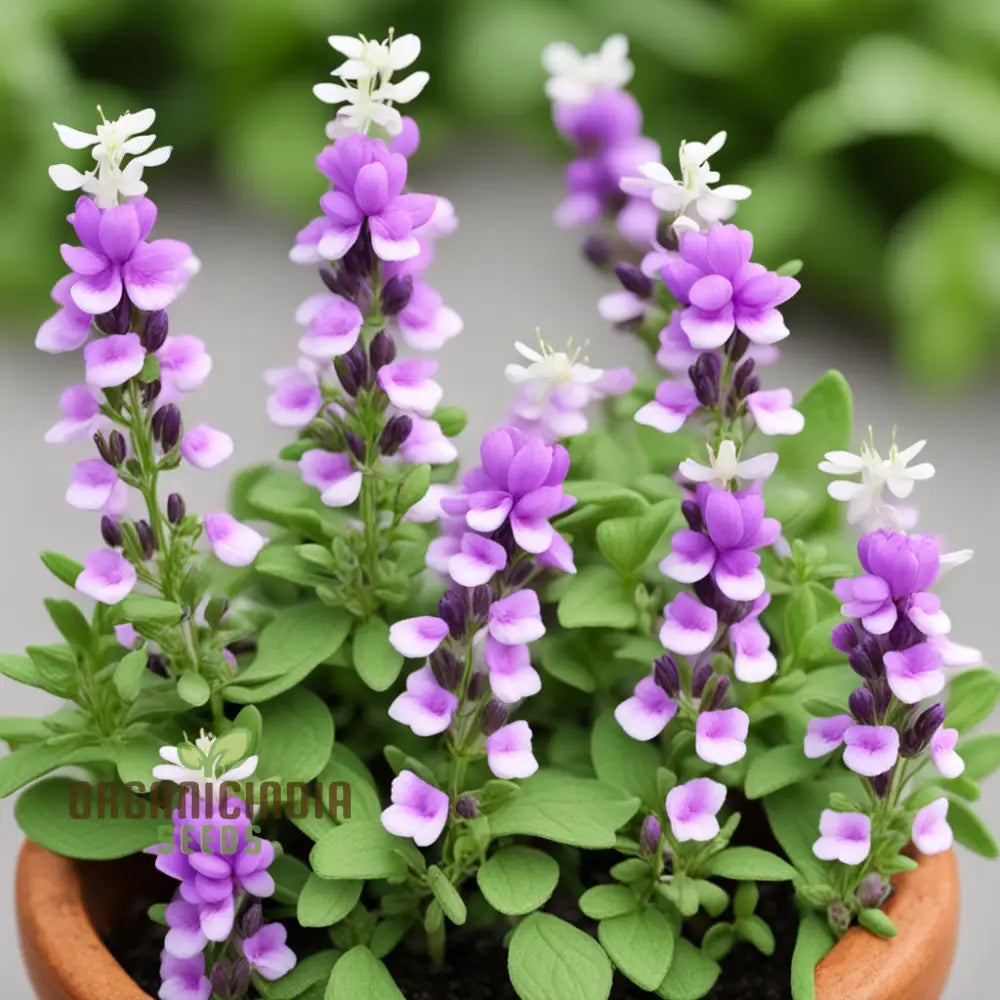 Collinsia Verna Flower Seeds - Delicate Spring Blooms For Enchanting Gardens Native Wildflower