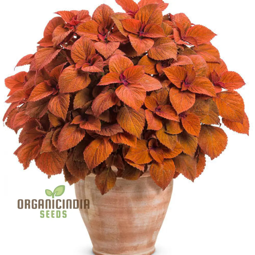 Colorful Plectranthus Coleus Flower Seeds - Hardy Perennial Vibrant Blooms Planting Guide Included