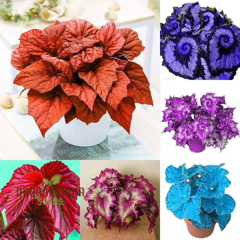 Colorful Plectranthus Coleus Flower Seeds - Hardy Perennial Vibrant Blooms Planting Guide Included