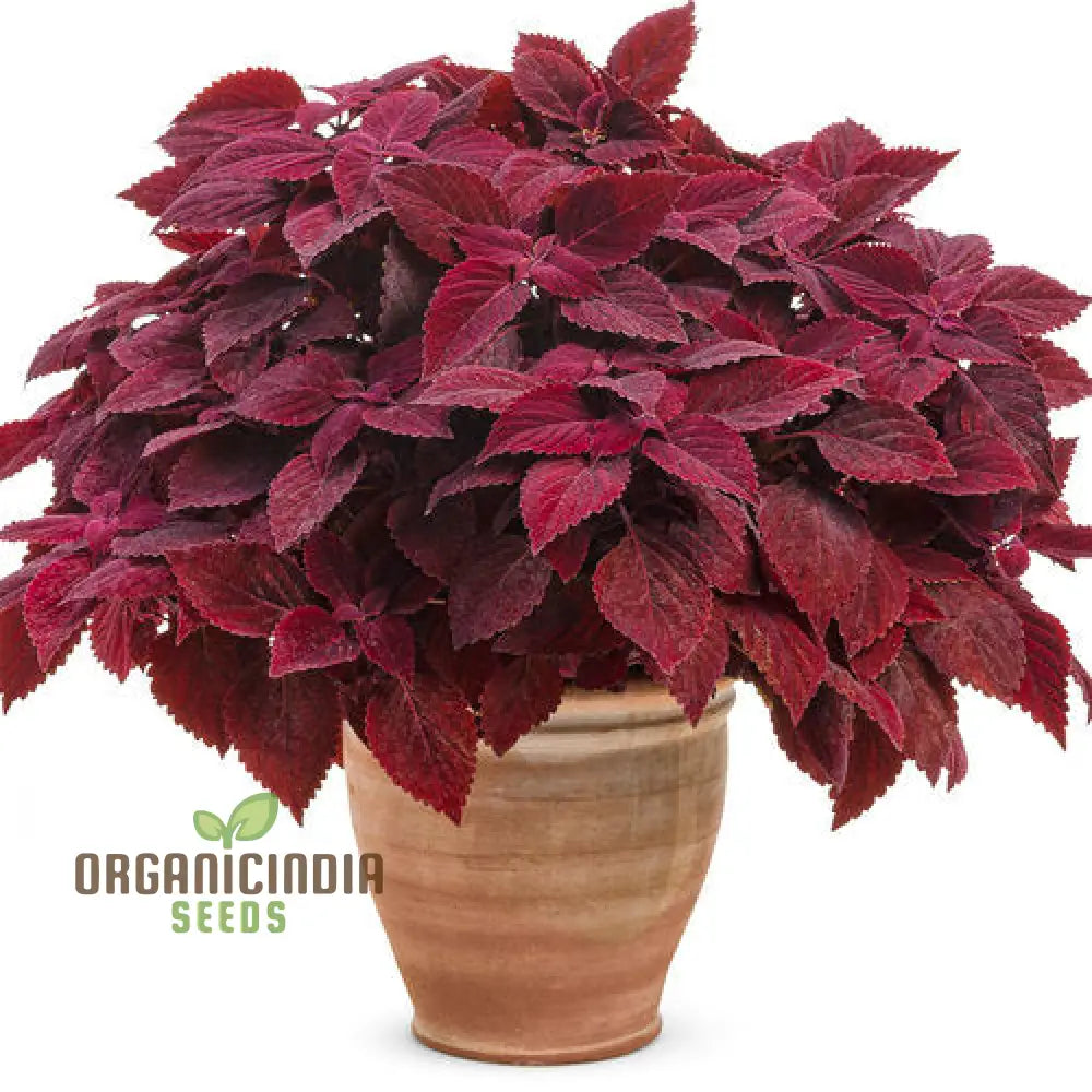 Colorful Plectranthus Coleus Flower Seeds - Hardy Perennial Vibrant Blooms Planting Guide Included