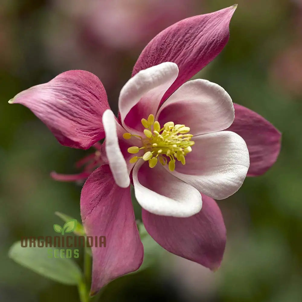 Columbine Flower Seeds Cultivate Delicate Blooms For Enchanting Garden Retreats - Premium Planting