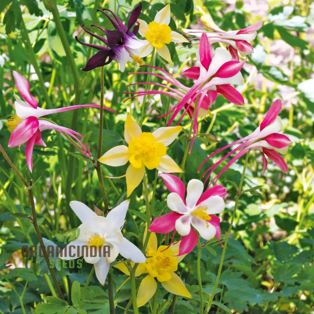 Columbine Flower Seeds Cultivate Delicate Blooms For Enchanting Garden Retreats - Premium Planting