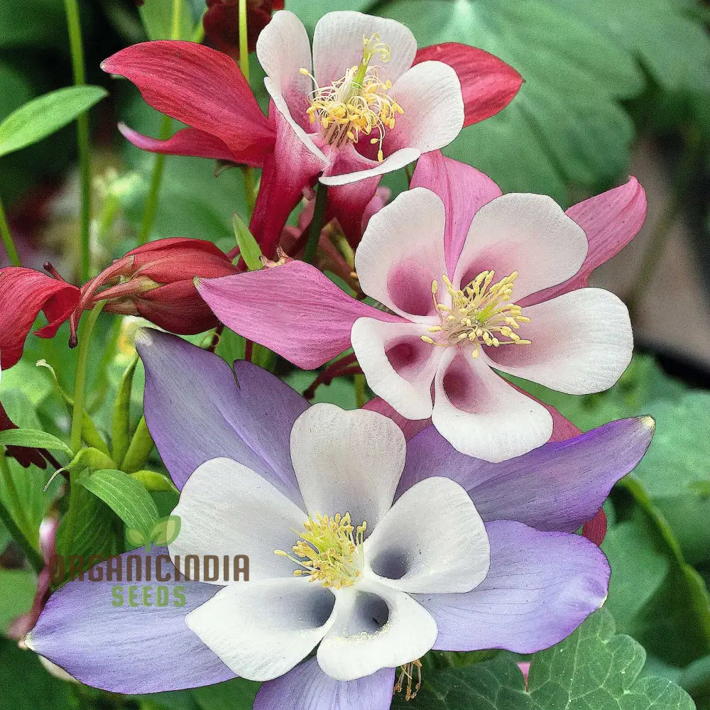 Columbine Flower Seeds Cultivate Delicate Blooms For Enchanting Garden Retreats - Premium Planting