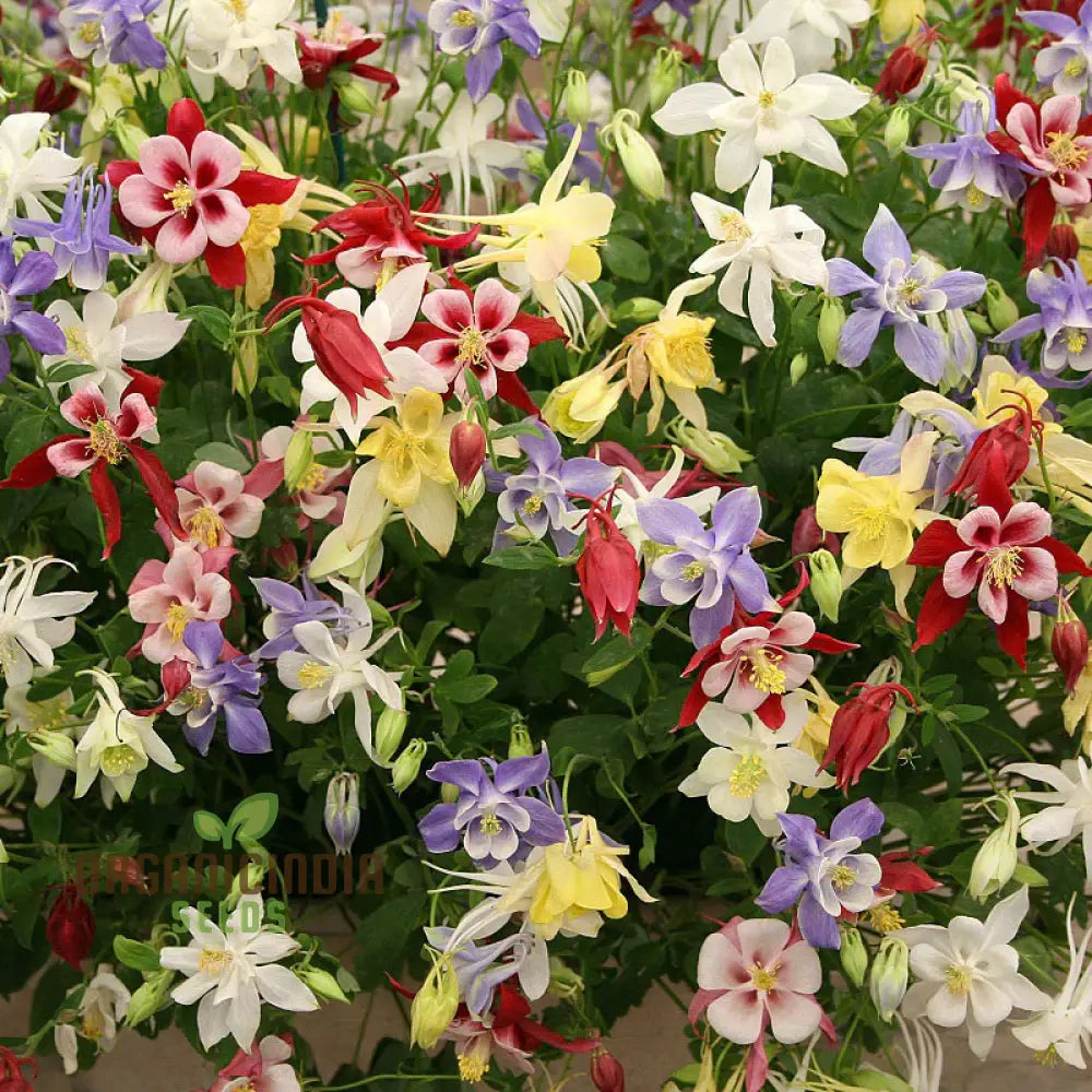 Columbine Flower Seeds Cultivate Delicate Blooms For Enchanting Garden Retreats - Premium Planting