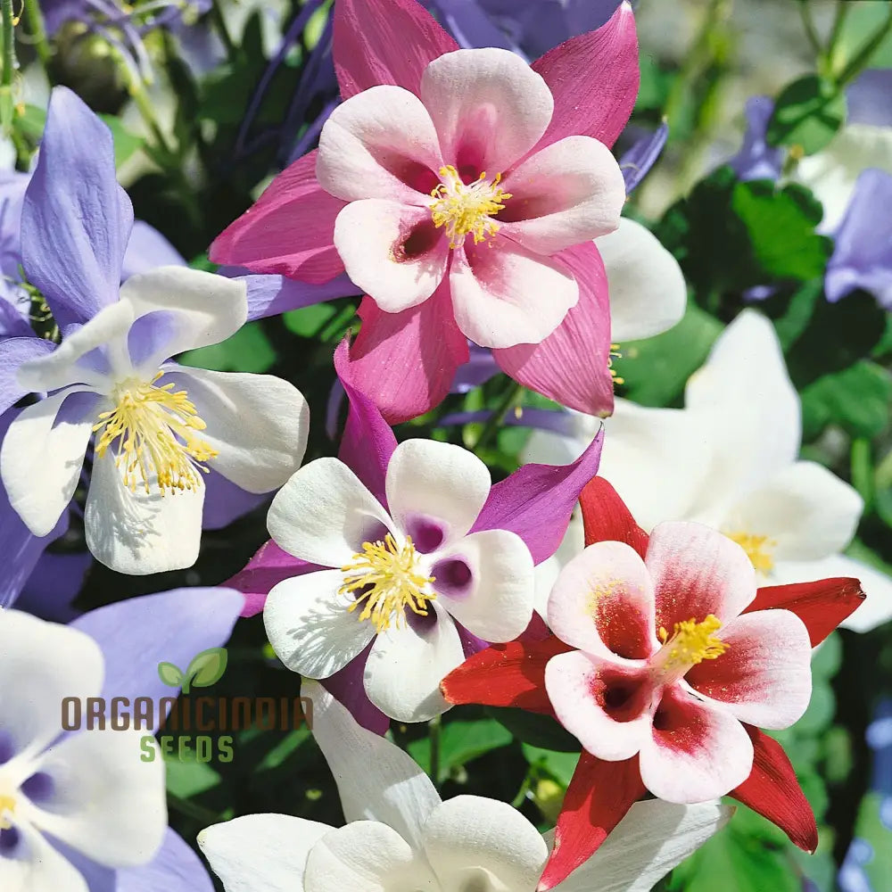 Columbine Flower Seeds Cultivate Delicate Blooms For Enchanting Garden Retreats - Premium Planting