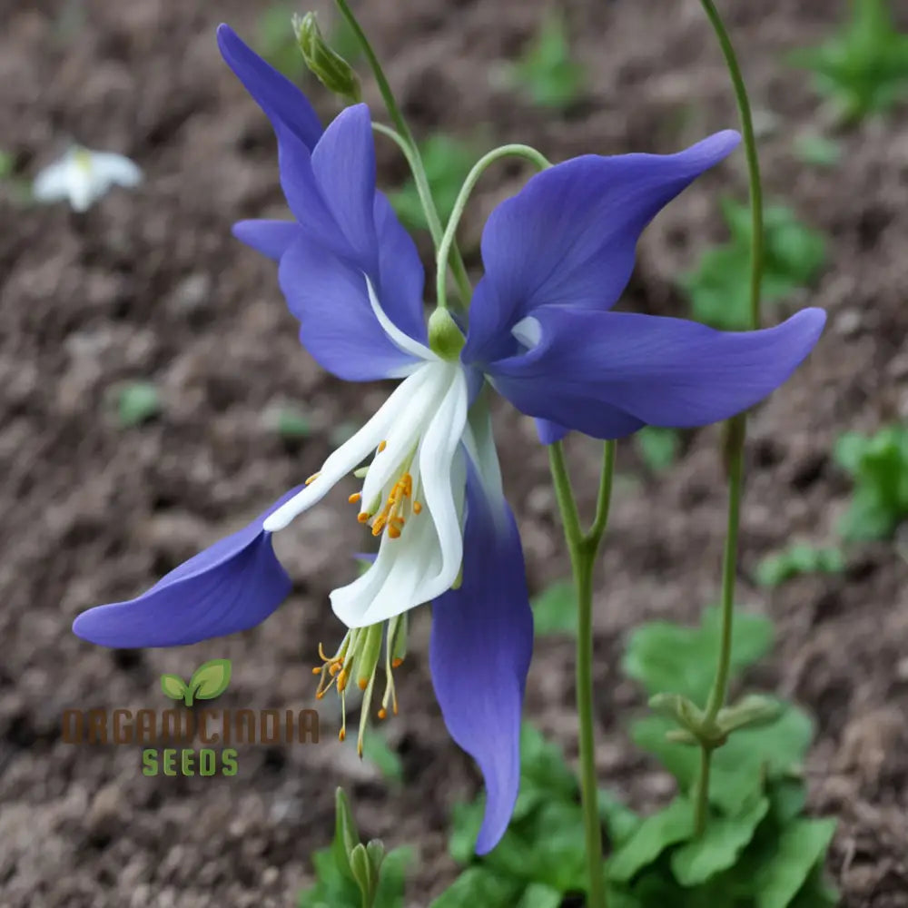 Columbine Flower Seeds - Graceful Blooms For Enchanting Garden Elegance Perennials