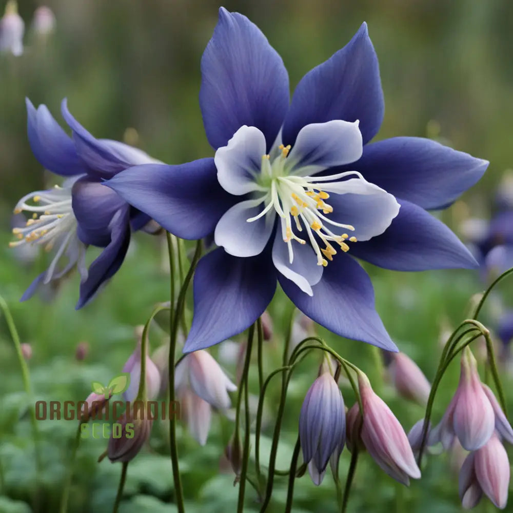 Columbine Flower Seeds - Graceful Blooms For Enchanting Garden Elegance Perennials