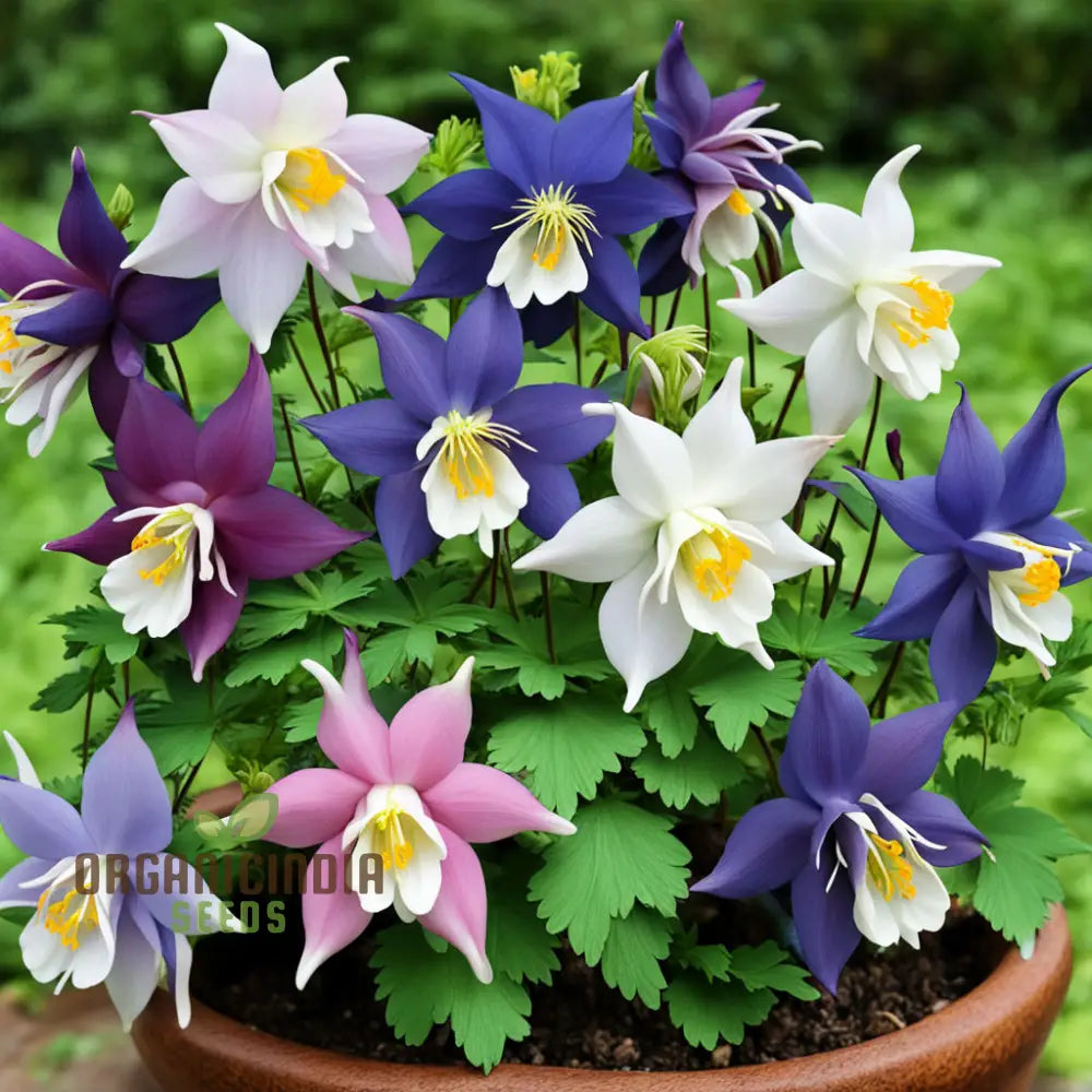 Columbine Flower Seeds - Graceful Blooms For Enchanting Garden Elegance Perennials