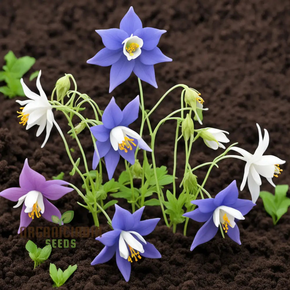 Columbine Flower Seeds - Graceful Blooms For Enchanting Garden Elegance Perennials