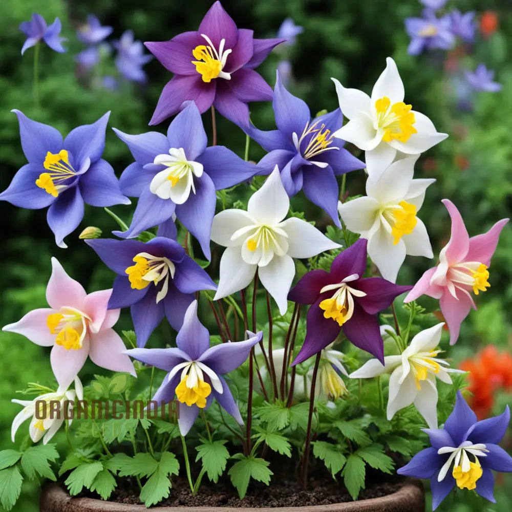 Columbine Flower Seeds - Graceful Blooms For Enchanting Garden Elegance Perennials