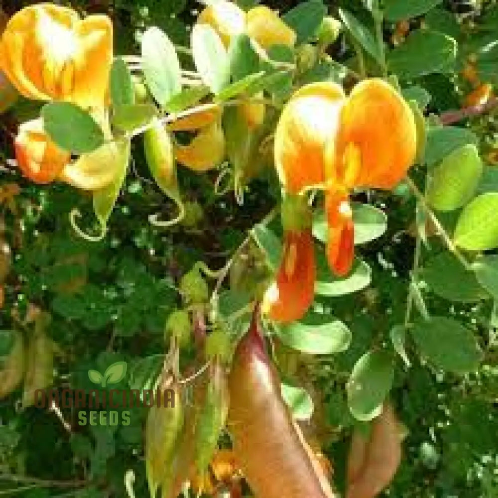 Colutea Arborescens Flower Seeds For Planting And Vibrant Garden Premium Quality Gardening Seeds