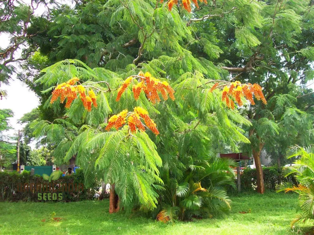 Colvillea Racemosa Seeds Stunning And Rare Garden Addition Premium Quality Gardening Flower Seeds