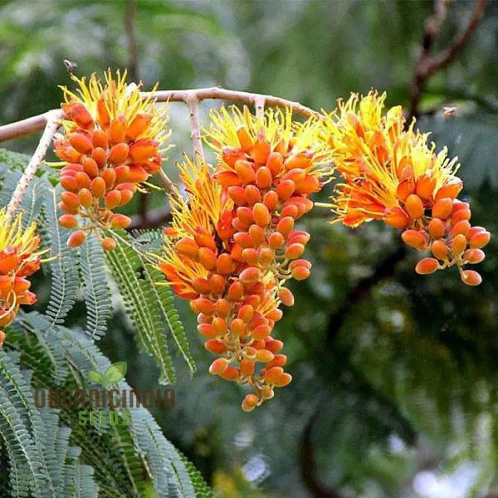 Colvillea Racemosa Seeds Stunning And Rare Garden Addition Premium Quality Gardening Flower Seeds