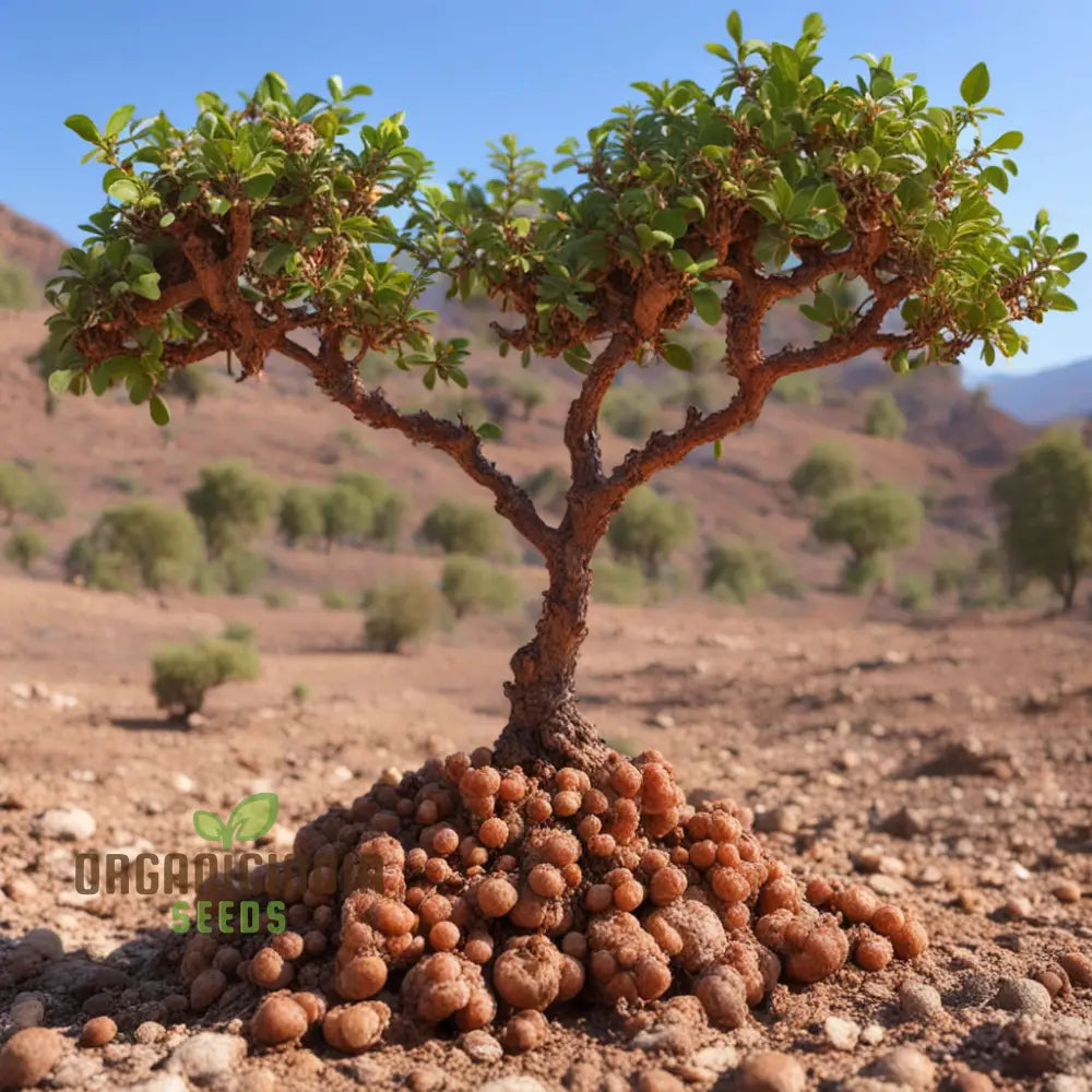 Commiphora Wightii Guggul Myrrh Tree Seeds Cultivate Your Own Medicinal Oasis