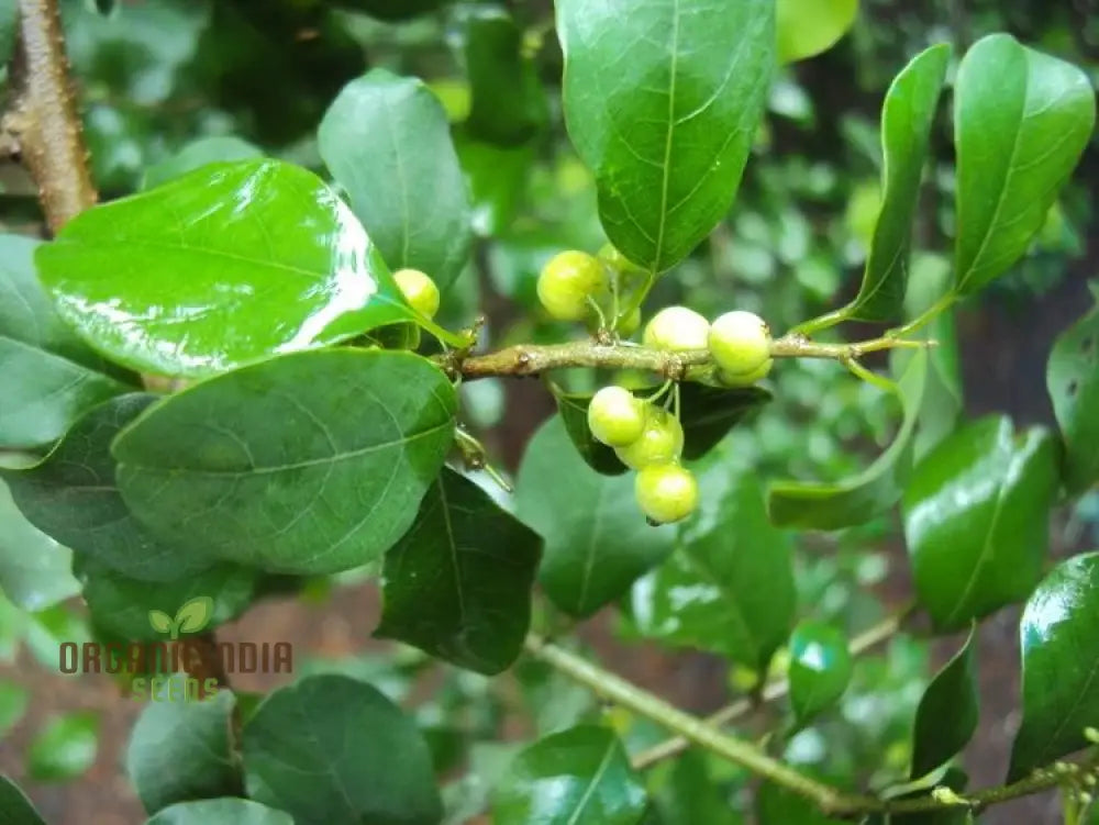 Commiphora Wightii Guggul Myrrh Tree Seeds Cultivate Your Own Medicinal Oasis