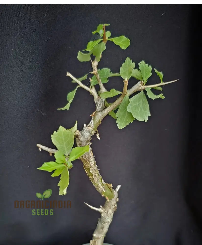 Commiphora Wightii Guggul Myrrh Tree Seeds Cultivate Your Own Medicinal Oasis