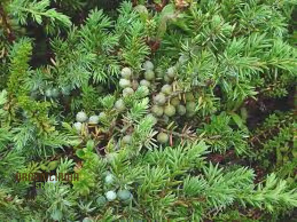 Common Juniper Seeds For Gardening Enthusiasts | Juniperus Communis Planting And Care