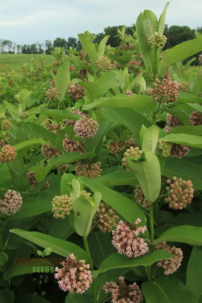 Common Milkweed Flower Seeds Cultivating Native Beauty In Your Garden