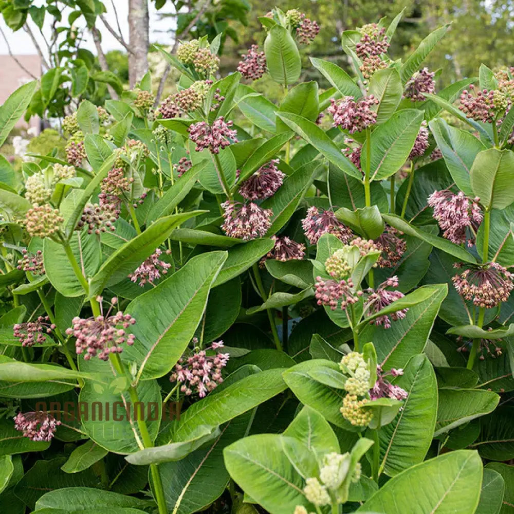 Common Milkweed Flower Seeds Cultivating Native Beauty In Your Garden