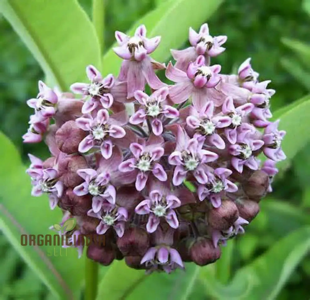 Common Milkweed Flower Seeds Cultivating Native Beauty In Your Garden