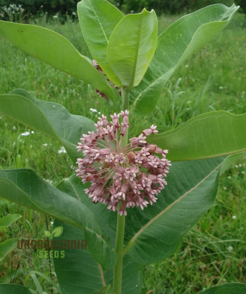 Common Milkweed Flower Seeds Cultivating Native Beauty In Your Garden