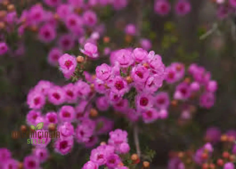 Compacted Featherflower Wildflower Seeds For Gardening Enthusiasts - Premium Quality And Easy