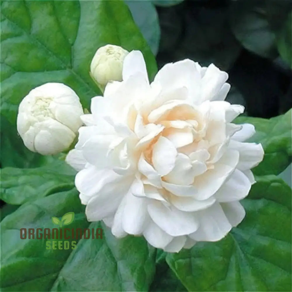 Complete Guide To Planting Climbing Jasmine Flower Seeds Expert Gardening Tips For Stunning