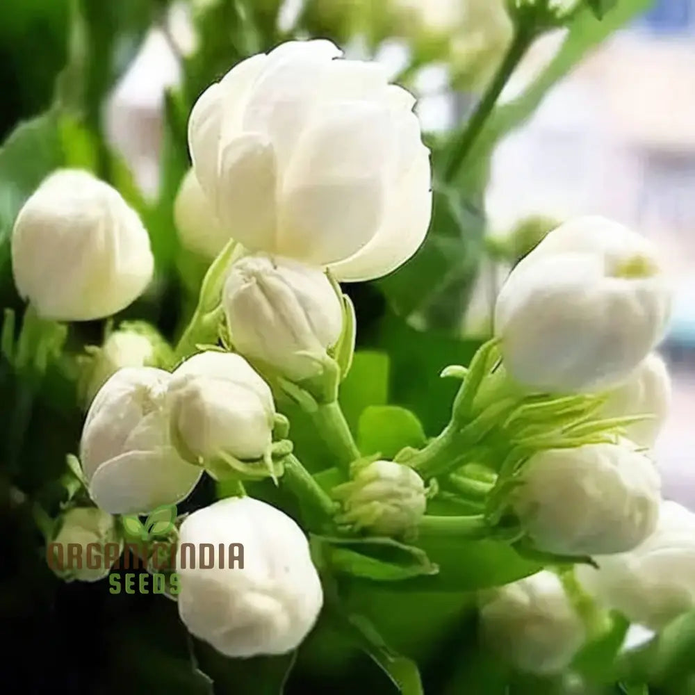 Complete Guide To Planting Climbing Jasmine Flower Seeds Expert Gardening Tips For Stunning