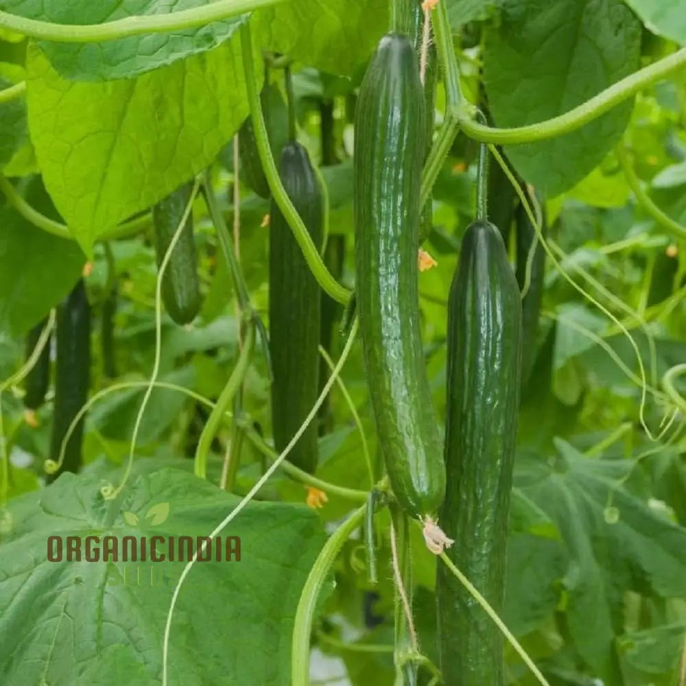 Cone Cucumber Femspot Vegetable Seeds Cultivate Delicious And Abundant Cucumbers