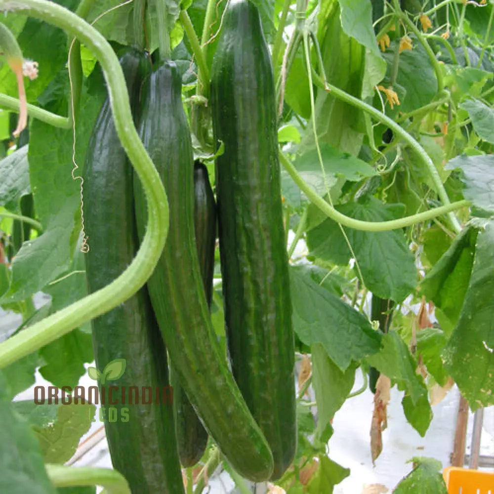 Cone Cucumber Femspot Vegetable Seeds Cultivate Delicious And Abundant Cucumbers