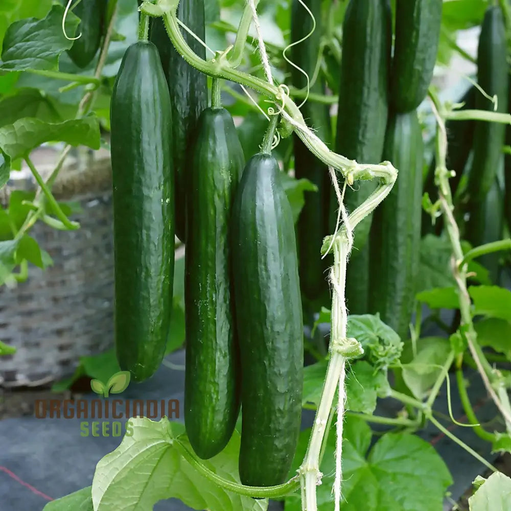 Cone Cucumber Femspot Vegetable Seeds Cultivate Delicious And Abundant Cucumbers