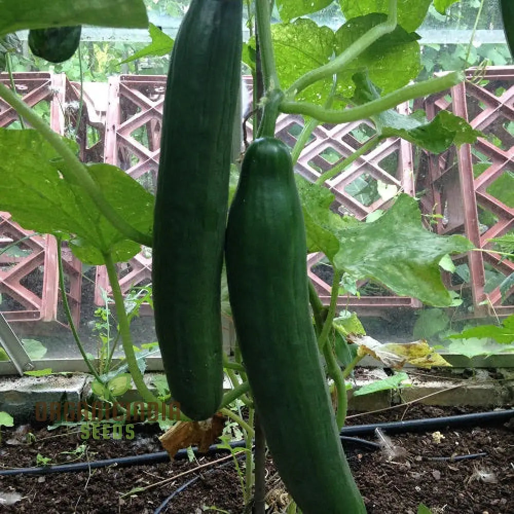 Cone Cucumber Femspot Vegetable Seeds Cultivate Delicious And Abundant Cucumbers