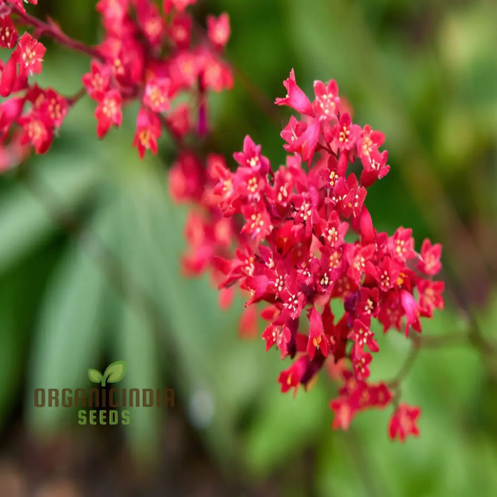 Coral Bells Plant Seeds - Vibrant Foliage And Delicate Blooms For Elegant Garden Landscapes Flower