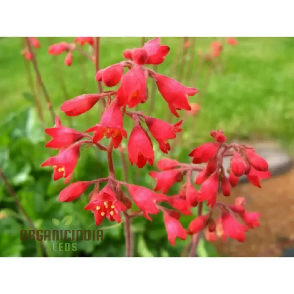 Coral Bells Plant Seeds - Vibrant Foliage And Delicate Blooms For Elegant Garden Landscapes Flower